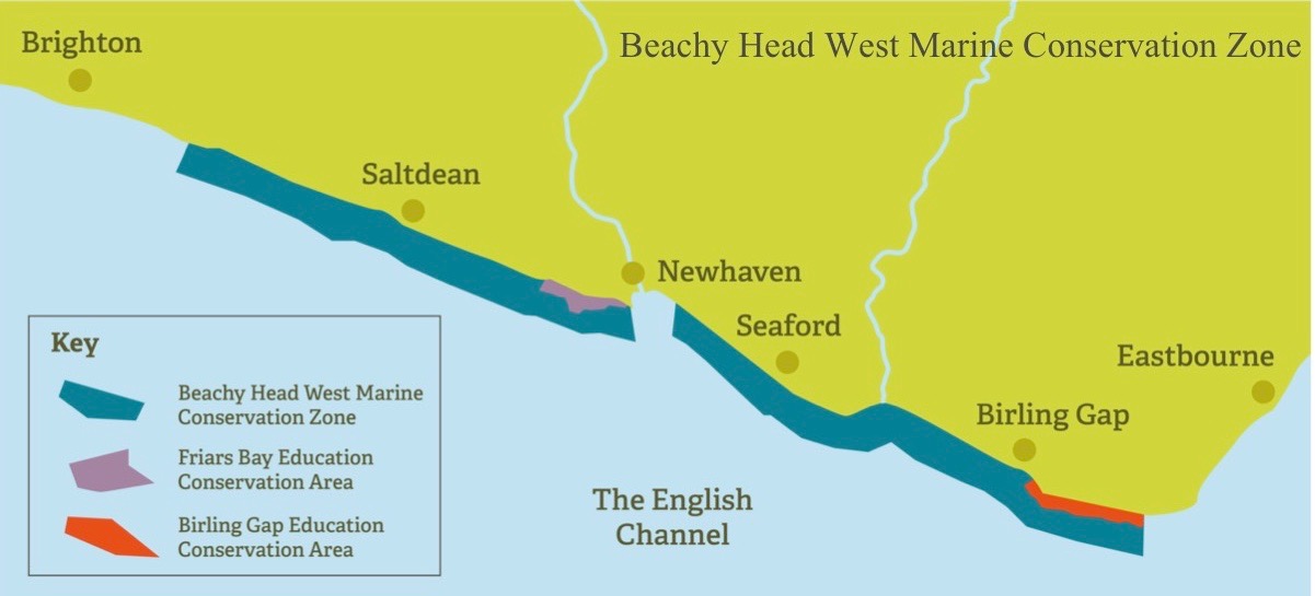 Delve Deeper into Beachy Head West Marine Conservation Zone | KP-Projects